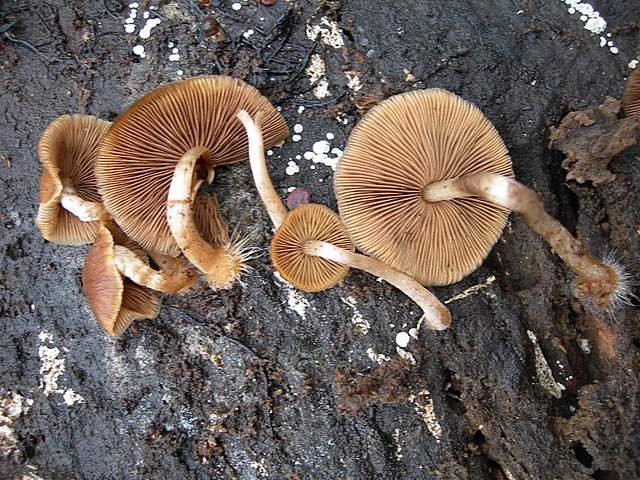 Psathyrella laevissima     (Romagn.)     Singer